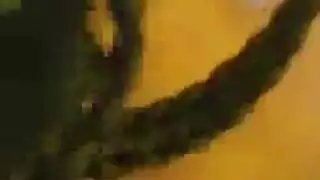 مص حلمات سريع